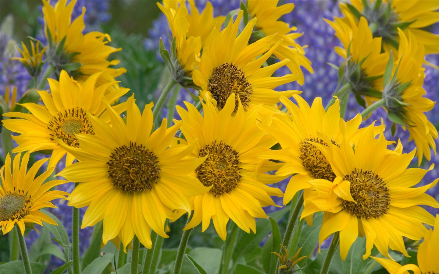 盛開鮮花 高清壁紙 #3 - 1440x900