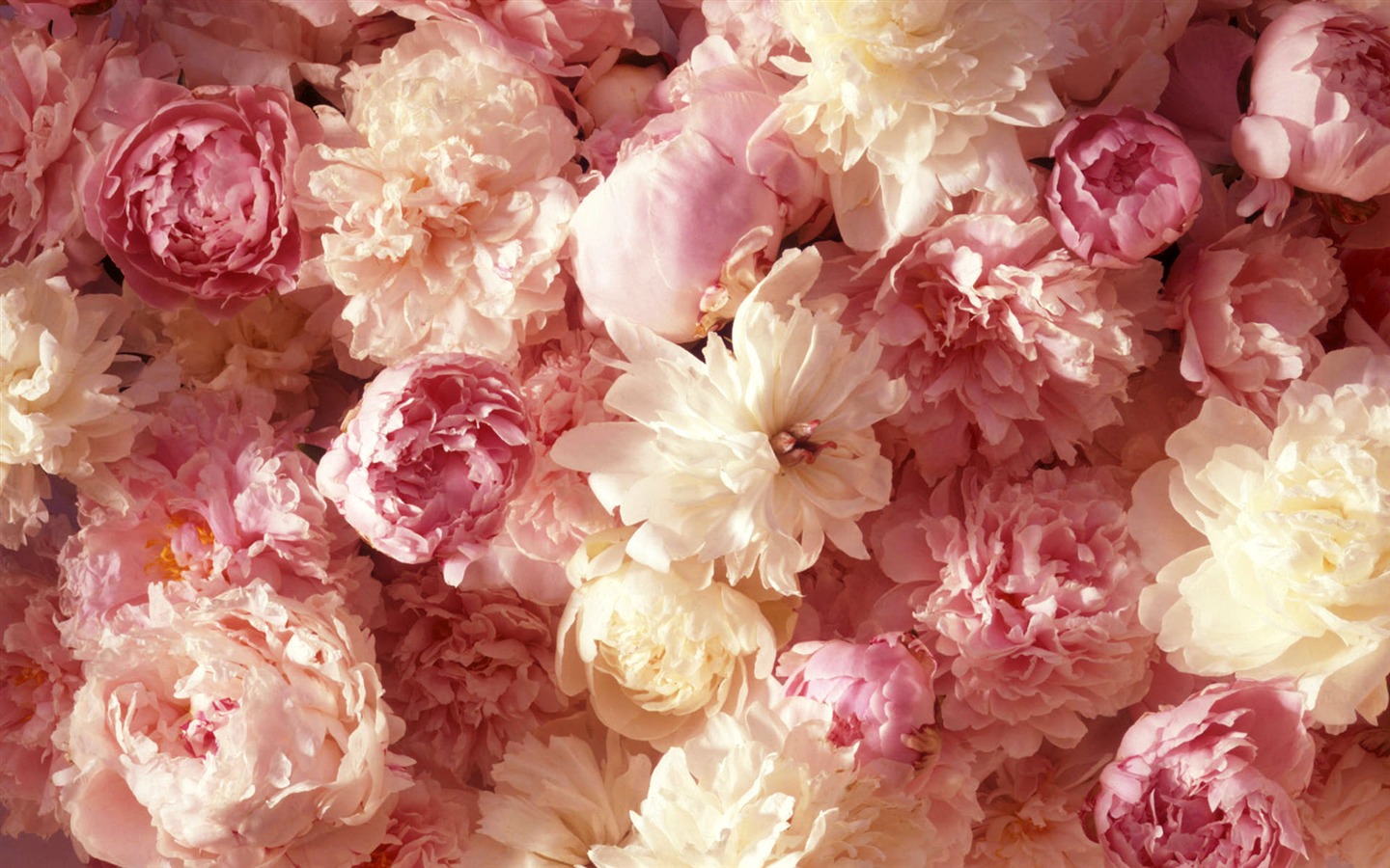 HD papel tapiz flores en plena floración #5 - 1440x900