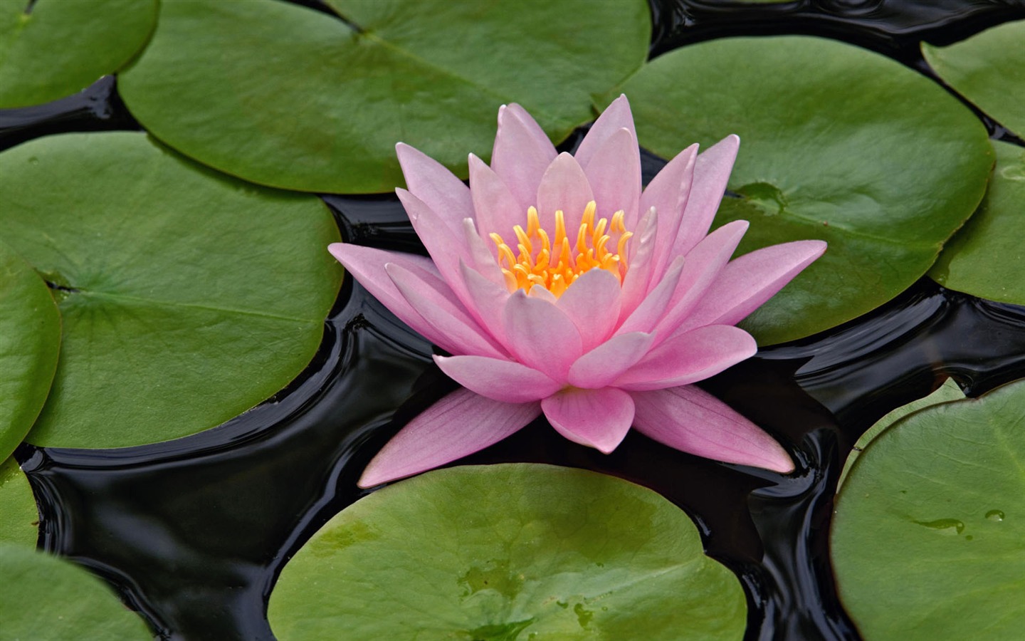 盛開鮮花 高清壁紙 #21 - 1440x900