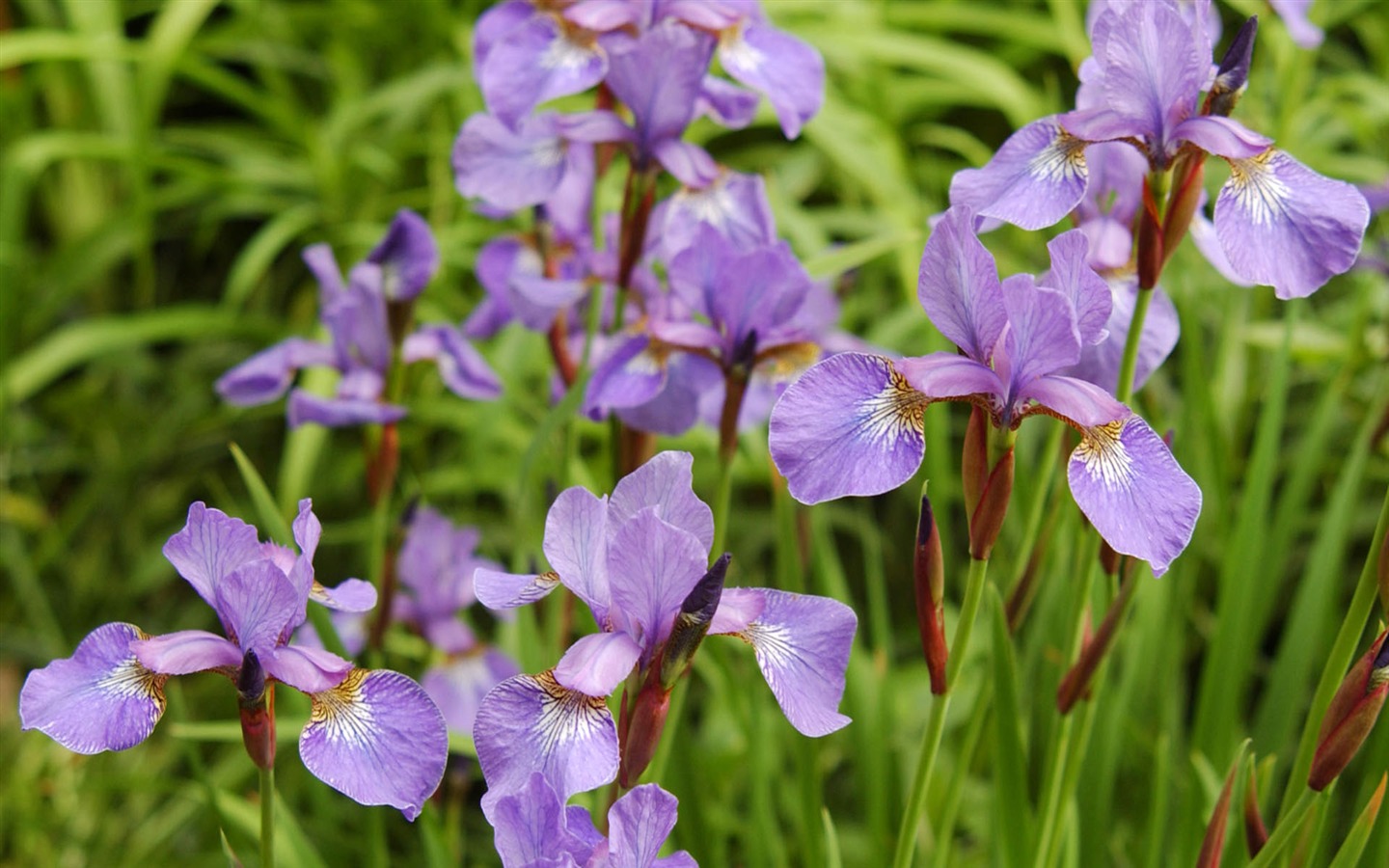盛開鮮花 高清壁紙 #22 - 1440x900