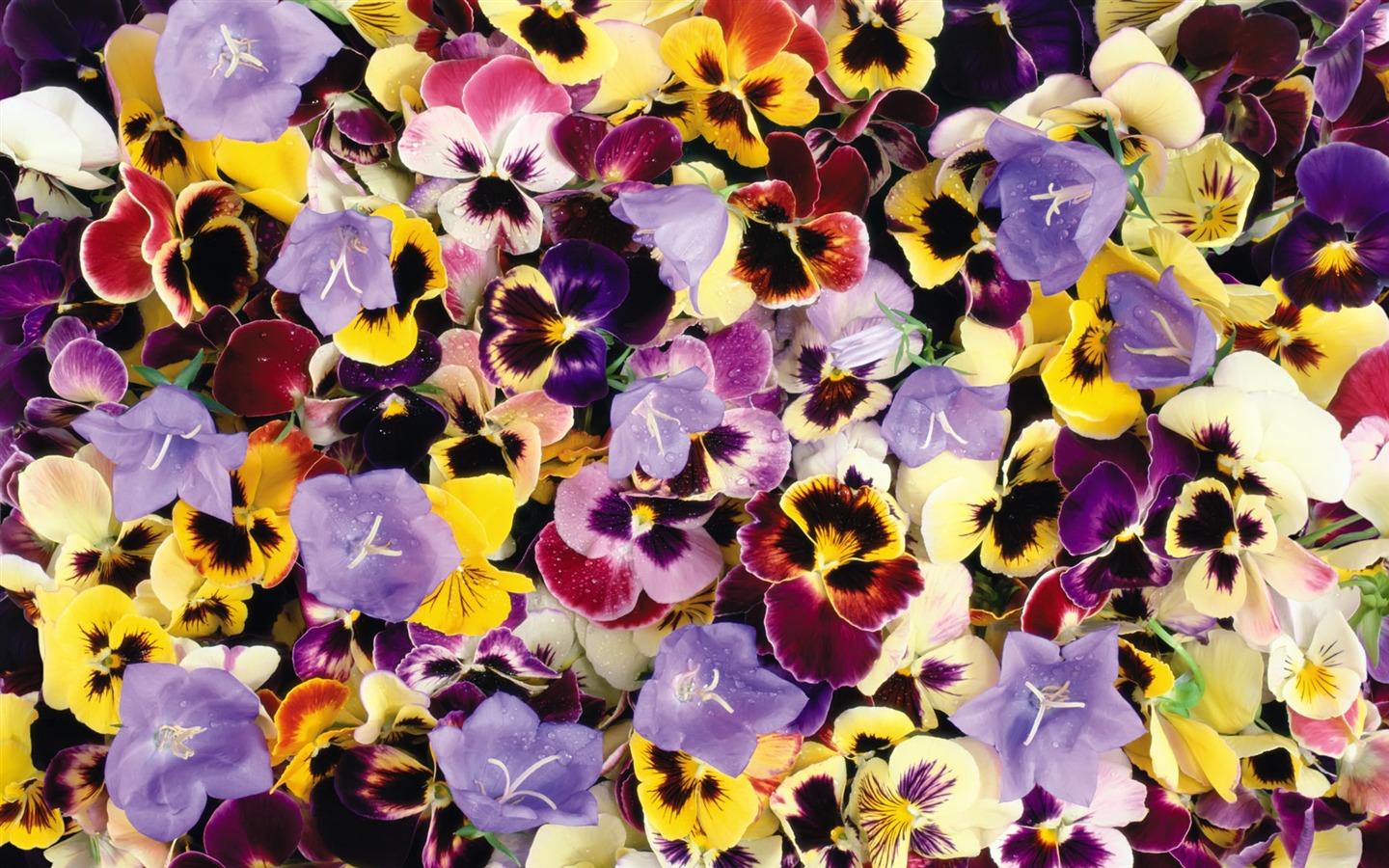 아름다운 꽃으로 배경 화면을 둘러싸 #2 - 1440x900