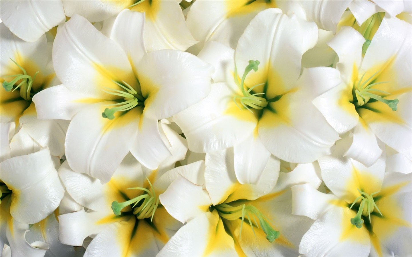 아름다운 꽃으로 배경 화면을 둘러싸 #3 - 1440x900