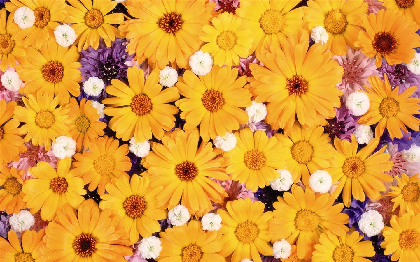 아름다운 꽃으로 배경 화면을 둘러싸 #4 - 1440x900