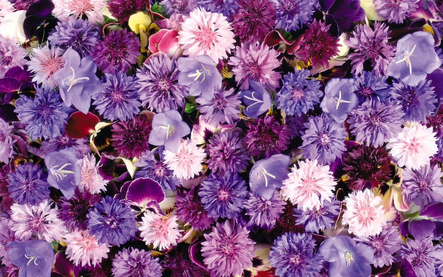 아름다운 꽃으로 배경 화면을 둘러싸 #7 - 1440x900