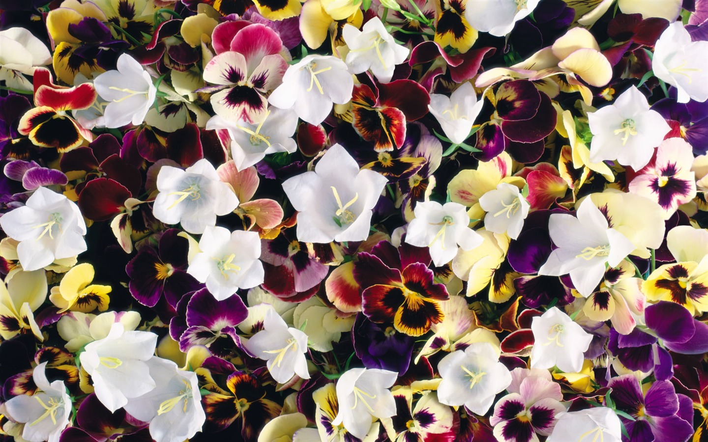 아름다운 꽃으로 배경 화면을 둘러싸 #8 - 1440x900