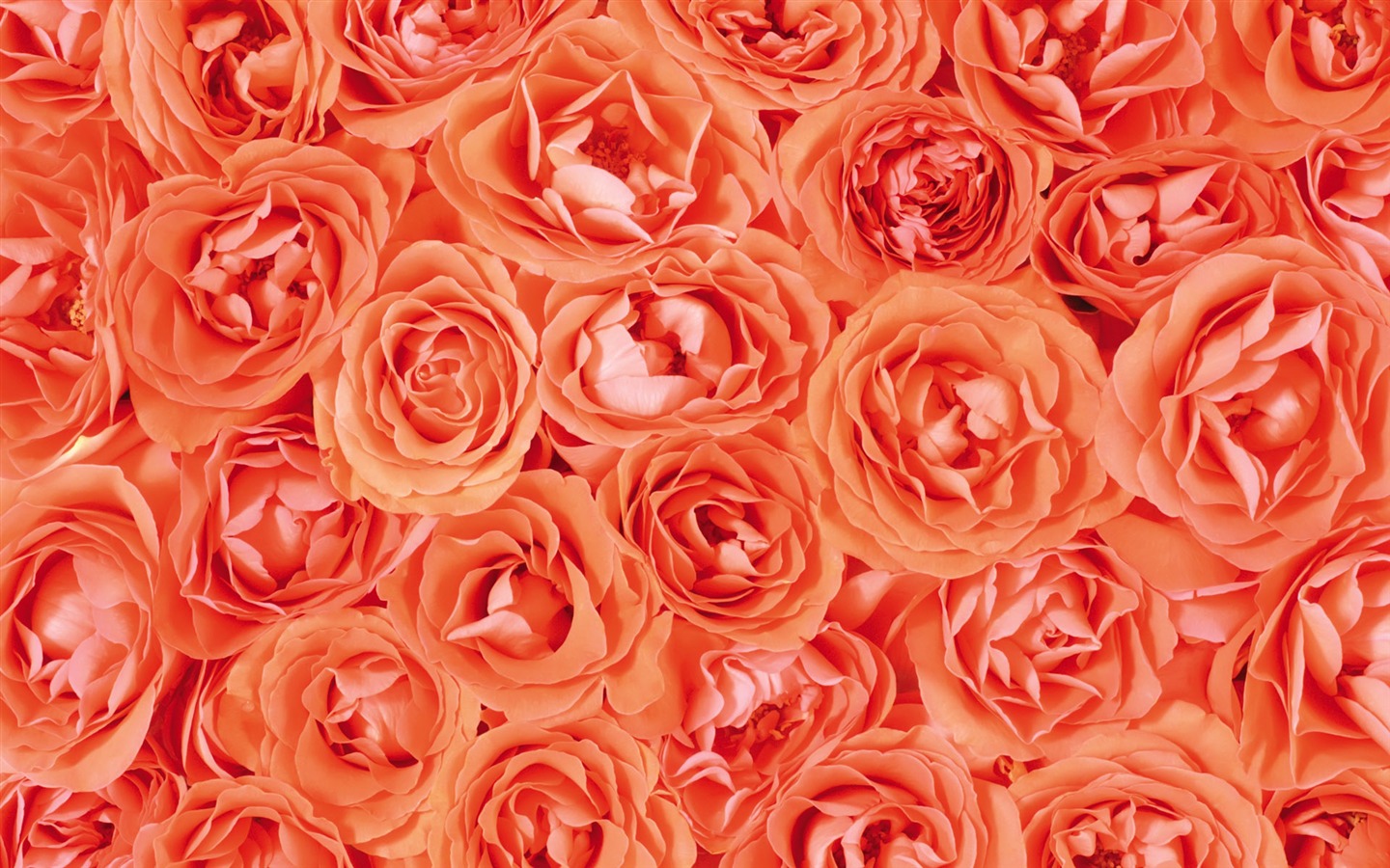 아름다운 꽃으로 배경 화면을 둘러싸 #9 - 1440x900