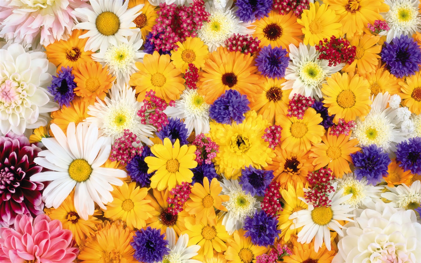 아름다운 꽃으로 배경 화면을 둘러싸 #10 - 1440x900