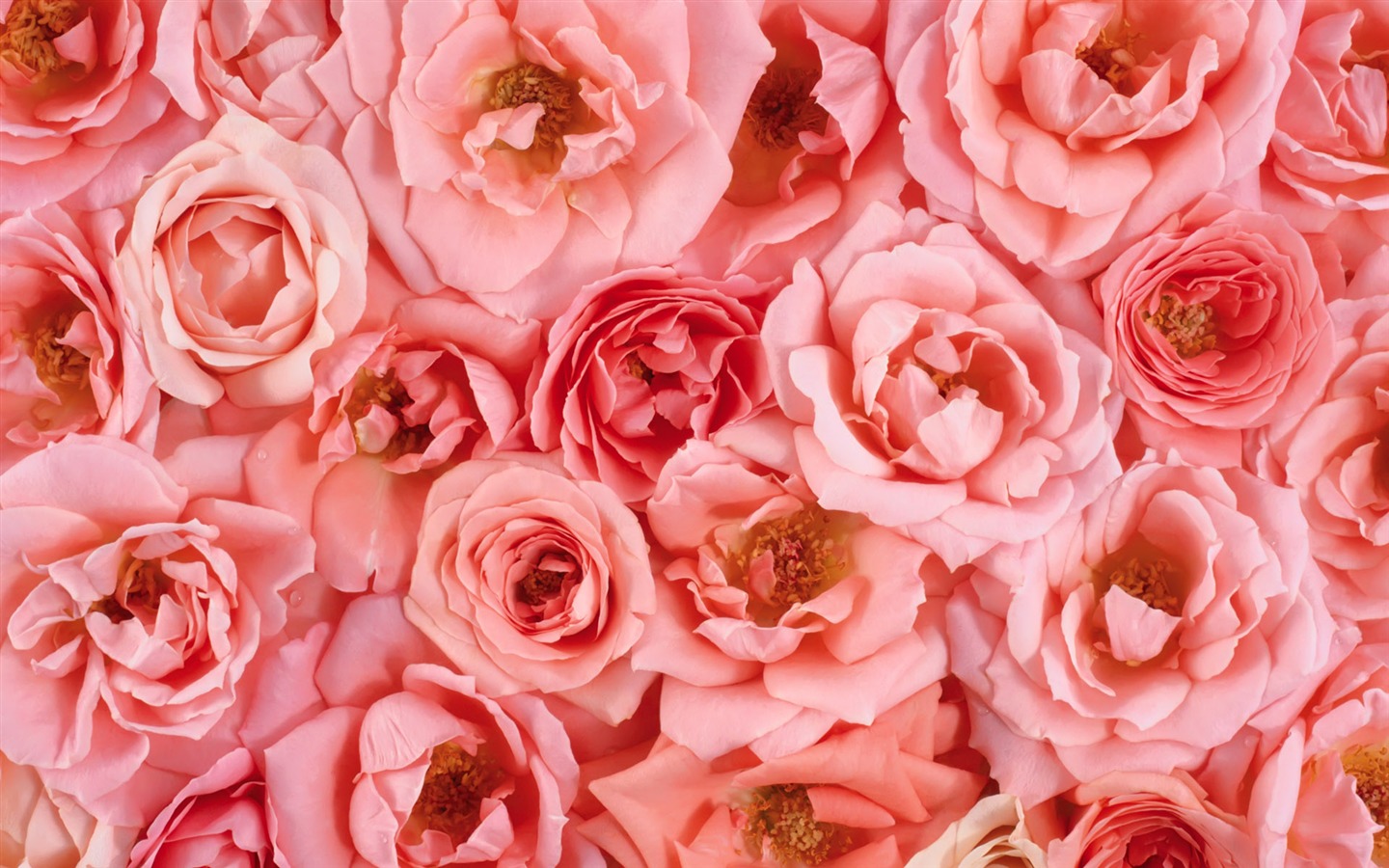아름다운 꽃으로 배경 화면을 둘러싸 #11 - 1440x900