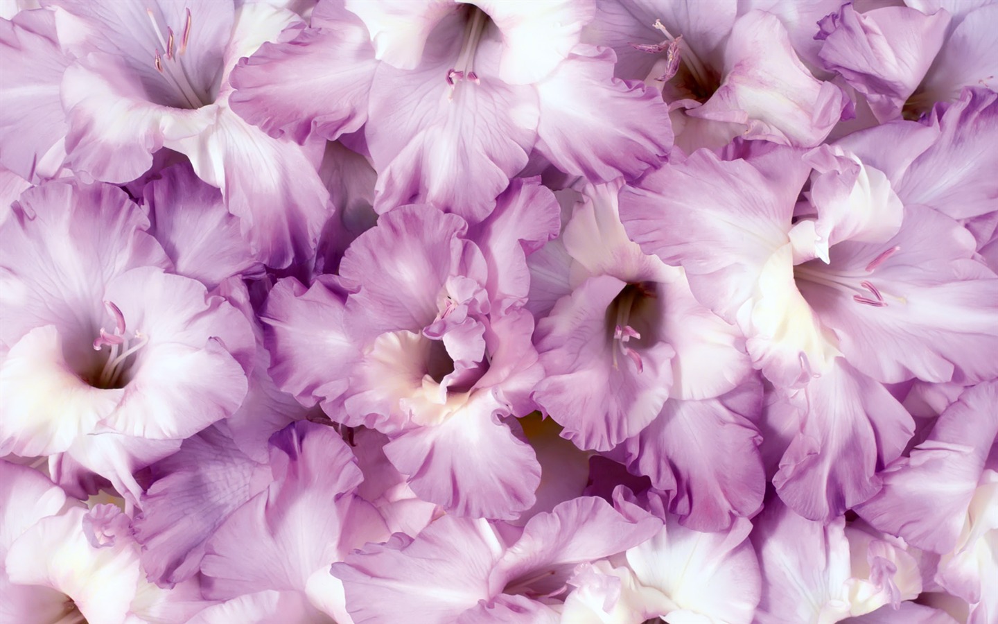아름다운 꽃으로 배경 화면을 둘러싸 #12 - 1440x900