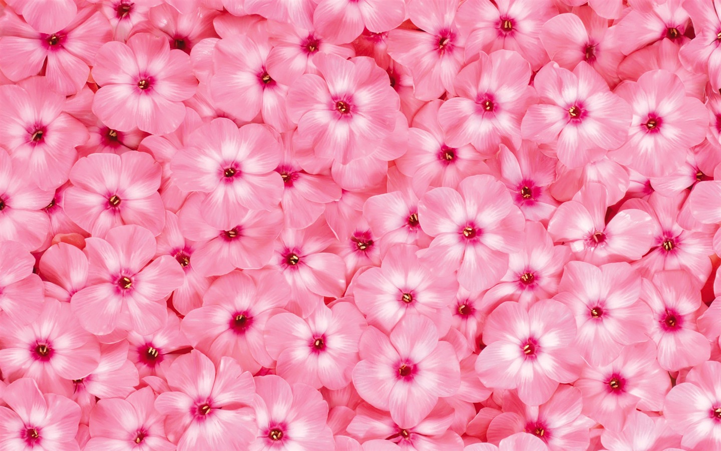 Surrounded by stunning flowers wallpaper #14 - 1440x900