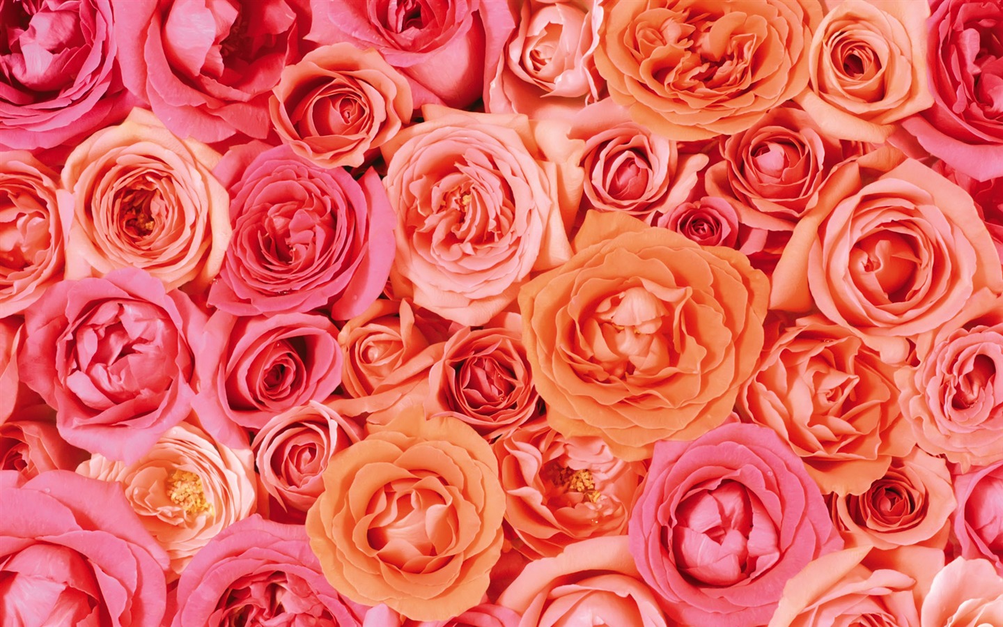 아름다운 꽃으로 배경 화면을 둘러싸 #16 - 1440x900