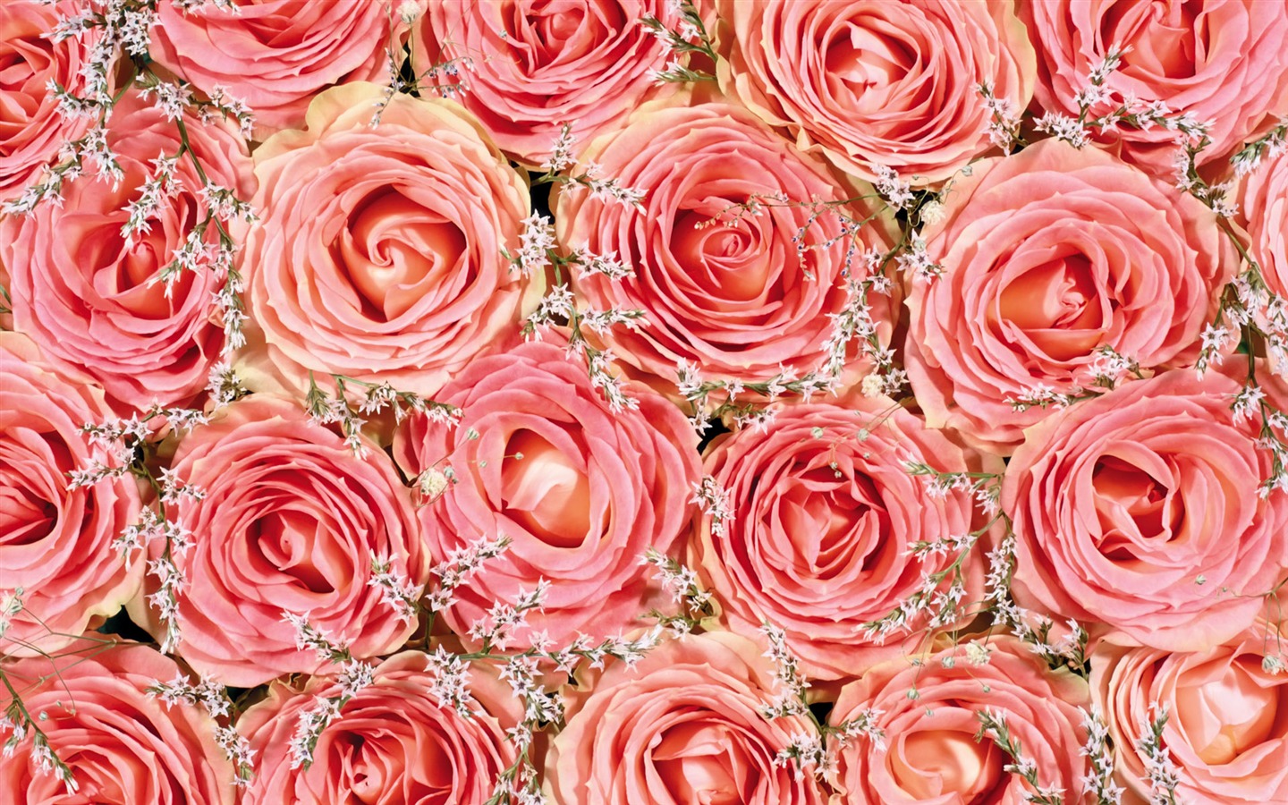 아름다운 꽃으로 배경 화면을 둘러싸 #18 - 1440x900
