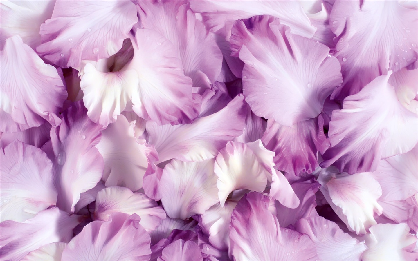 아름다운 꽃으로 배경 화면을 둘러싸 #20 - 1440x900