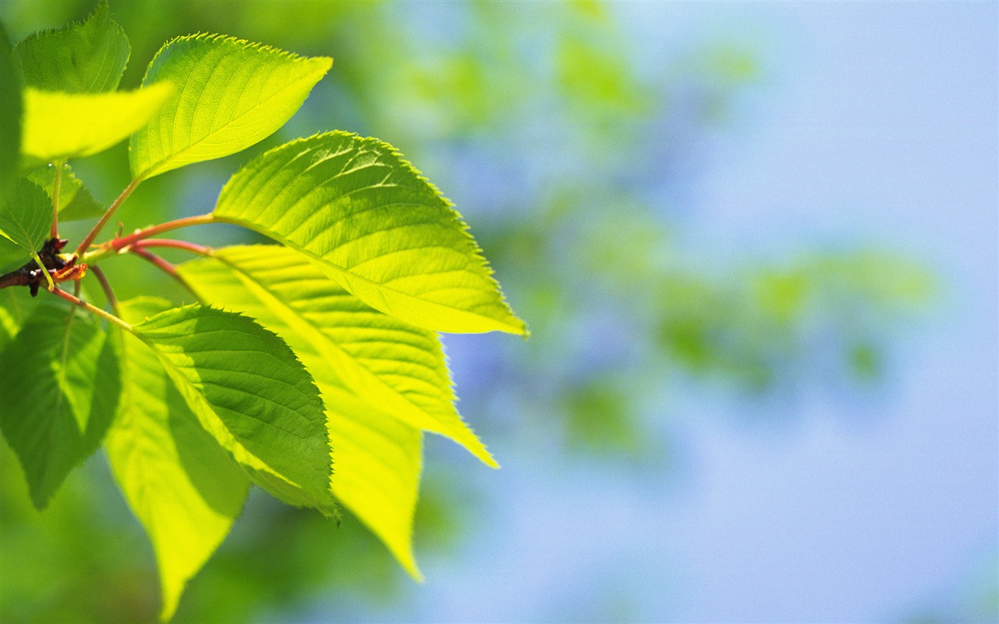 Wallpaper collection of eye protection #3 - 1440x900