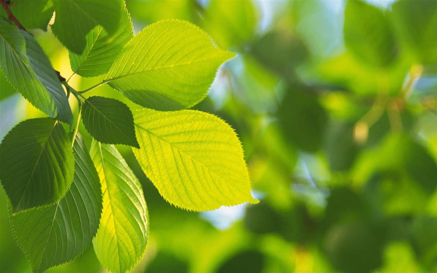 Wallpaper collection of eye protection #4 - 1440x900