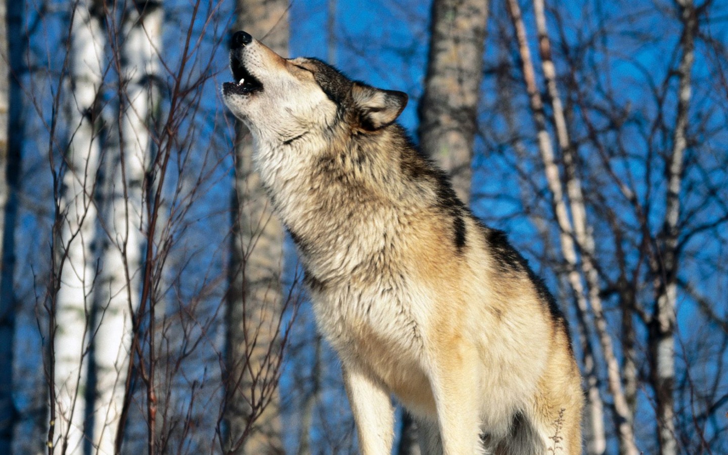 Wonderful Animal World Wallpapers #4 - 1440x900