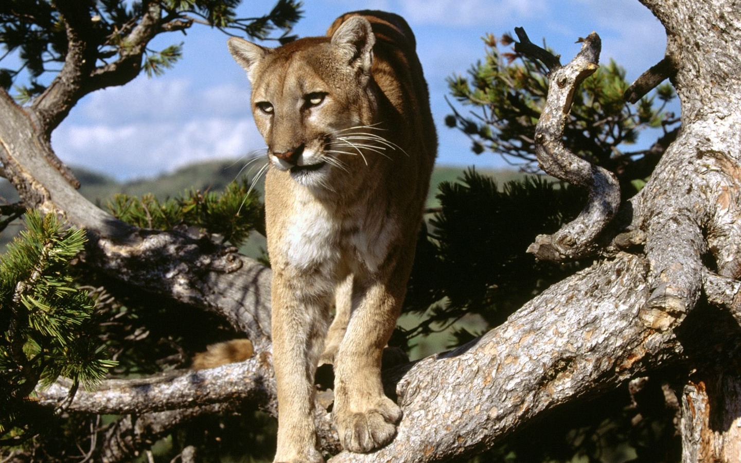 Wonderful Animal World Wallpapers #5 - 1440x900