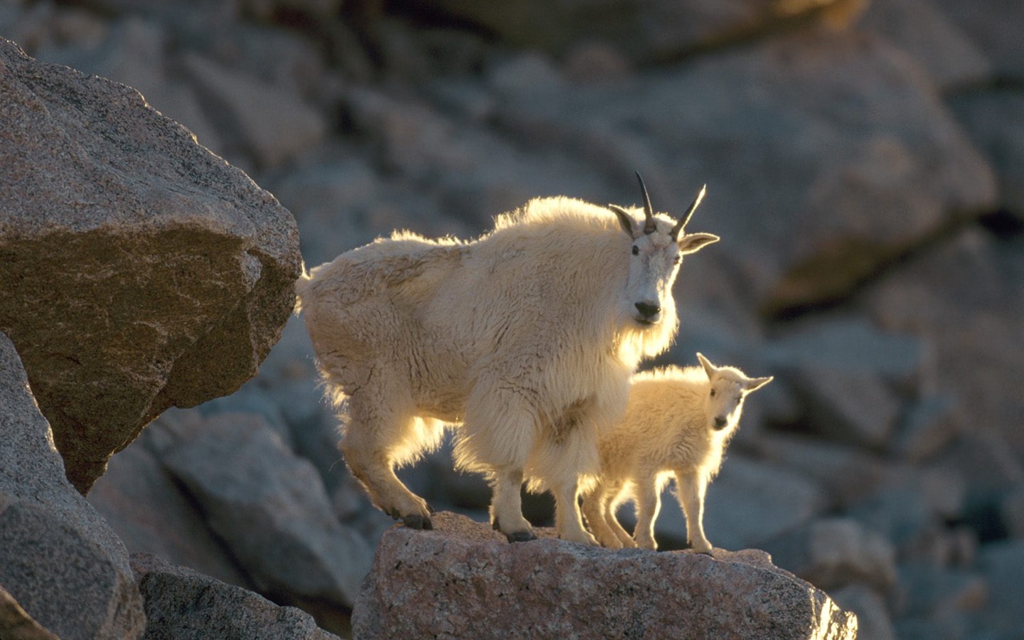 Wonderful Animal World Wallpapers #7 - 1440x900