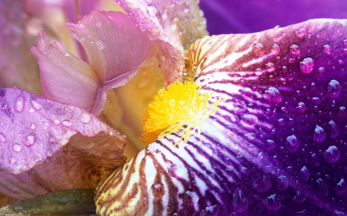 Flores close-up (5) #6 - 1440x900