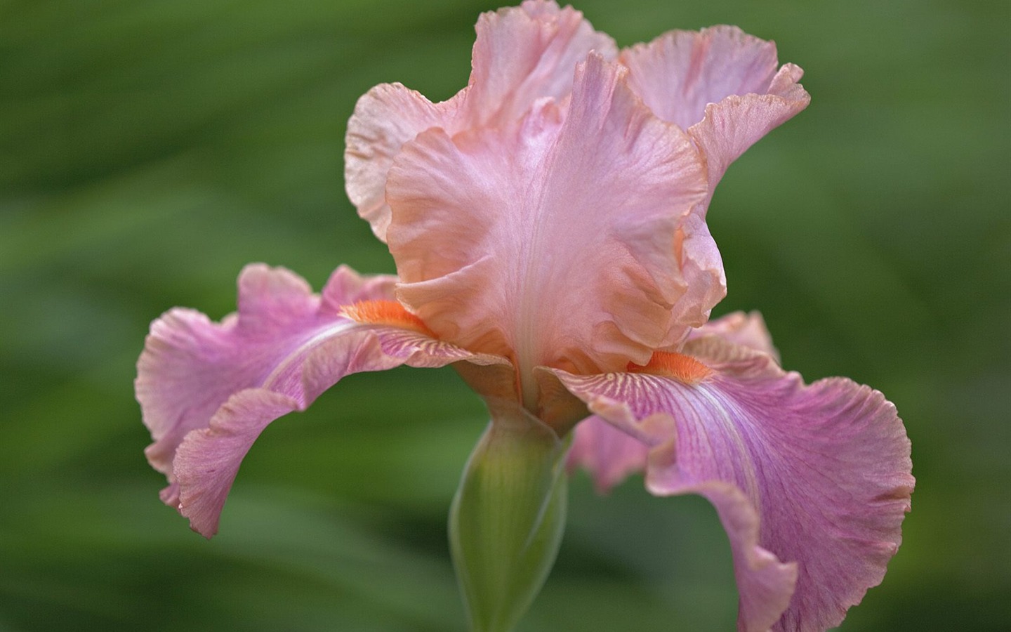 Flowers close-up (5) #7 - 1440x900