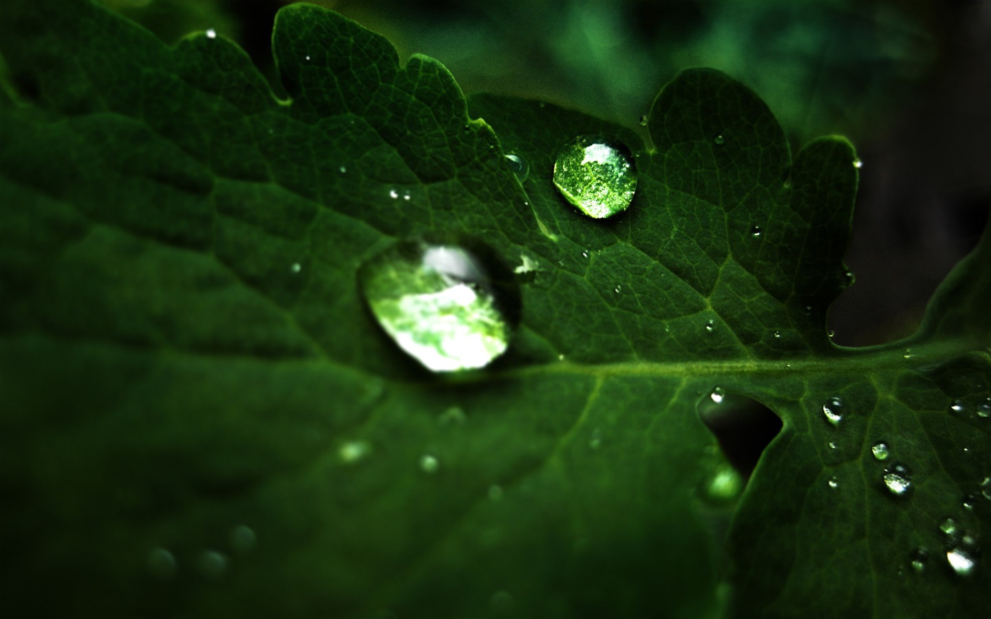 Widescreen HD wallpapers Plants #3 - 1440x900