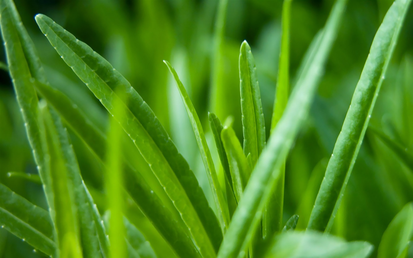 寬屏高清植物壁紙 #6 - 1440x900