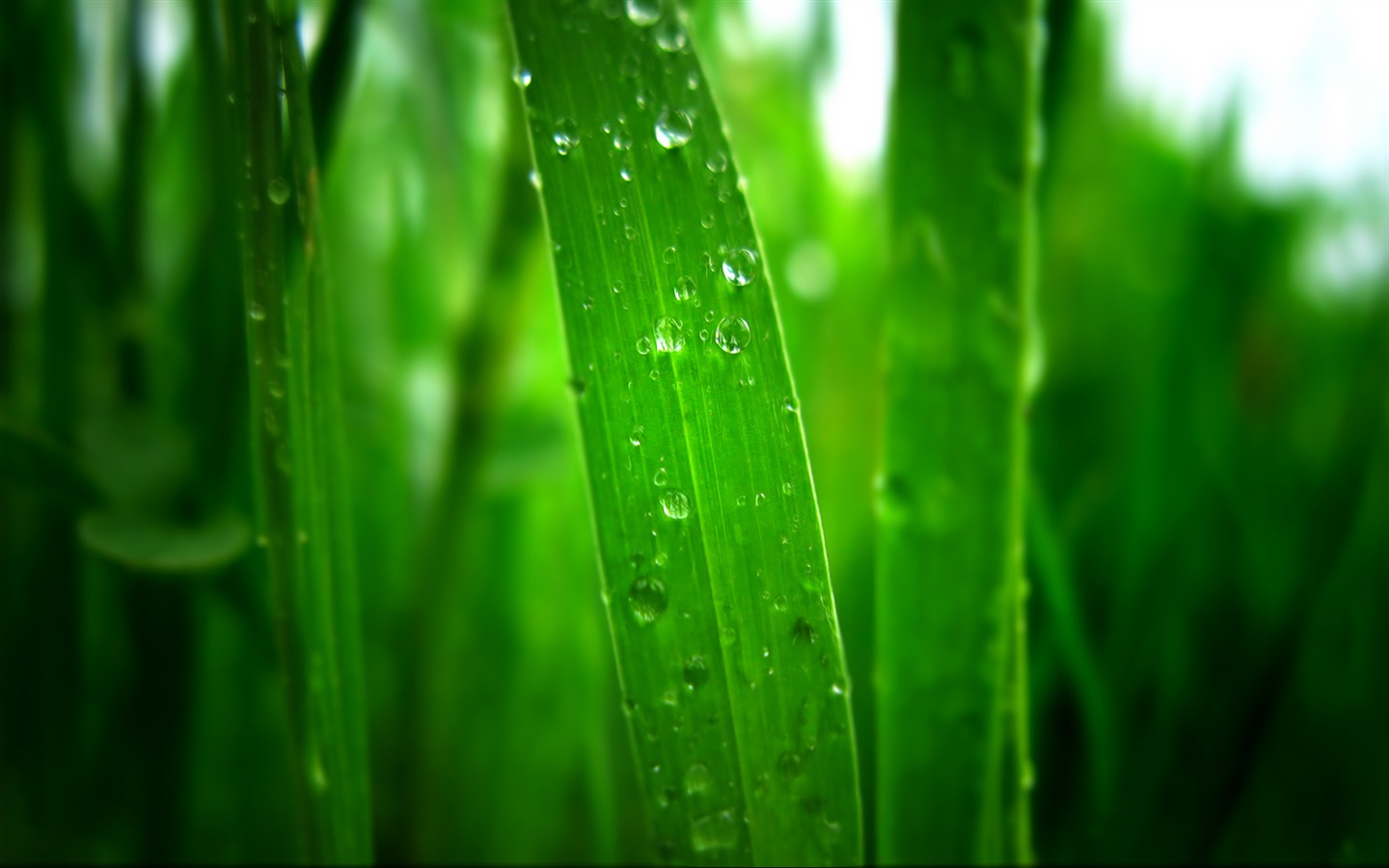 와이드 스크린 HD는 식물을 배경 화면 #8 - 1440x900
