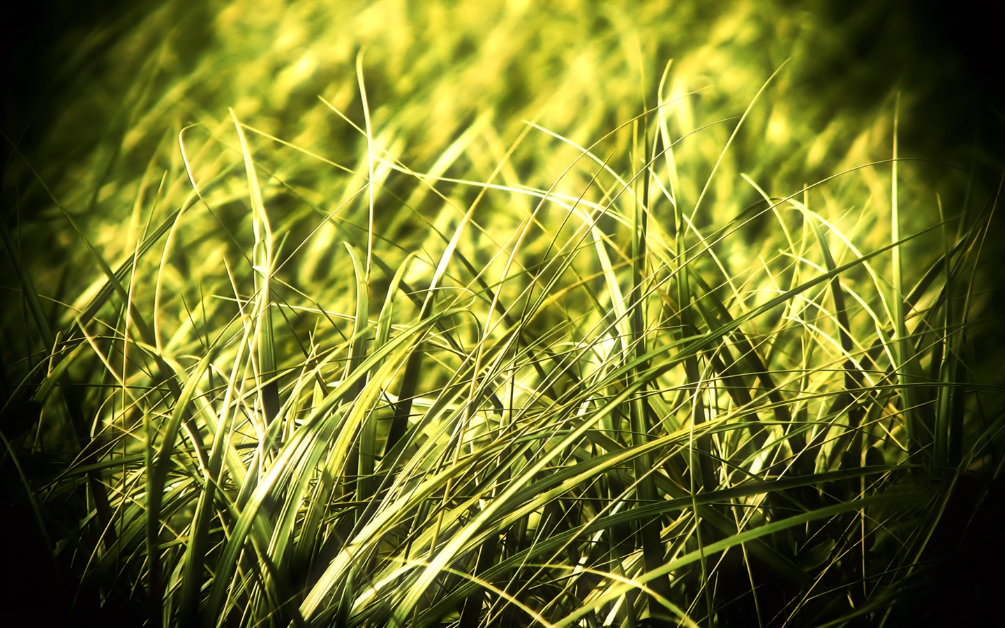 와이드 스크린 HD는 식물을 배경 화면 #10 - 1440x900
