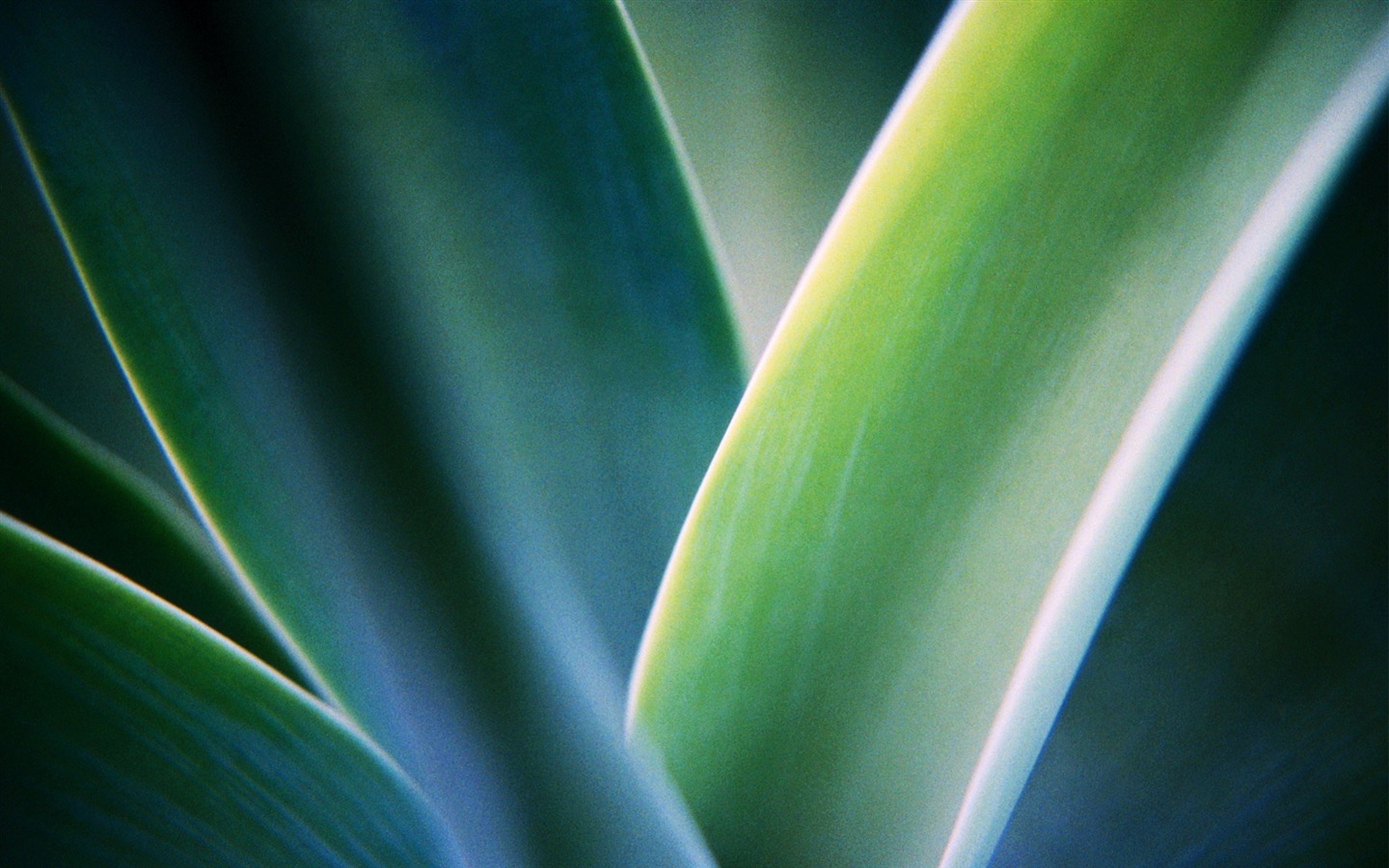와이드 스크린 HD는 식물을 배경 화면 #12 - 1440x900
