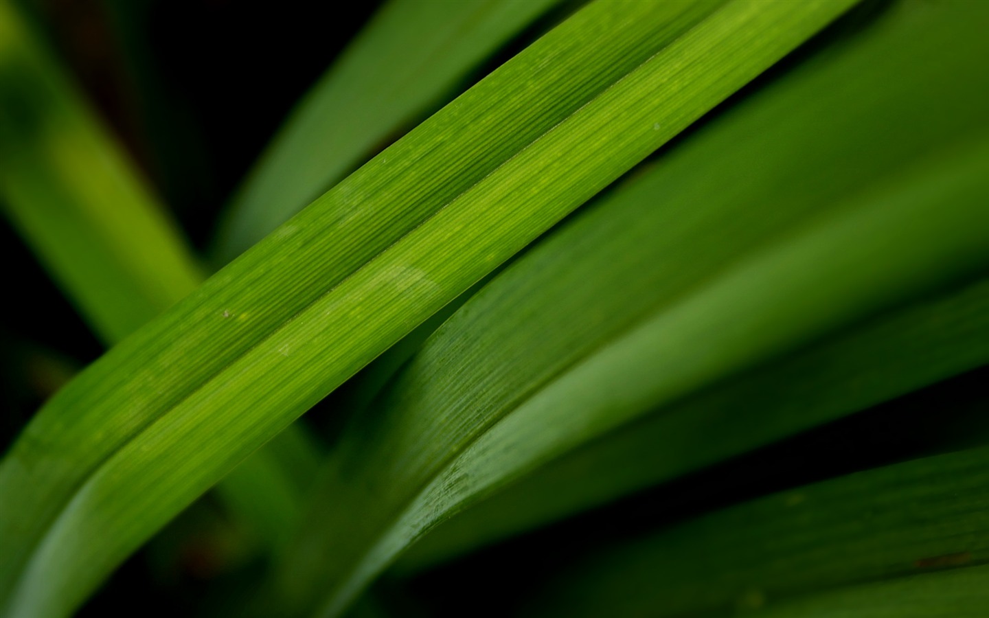 寬屏高清植物壁紙 #19 - 1440x900