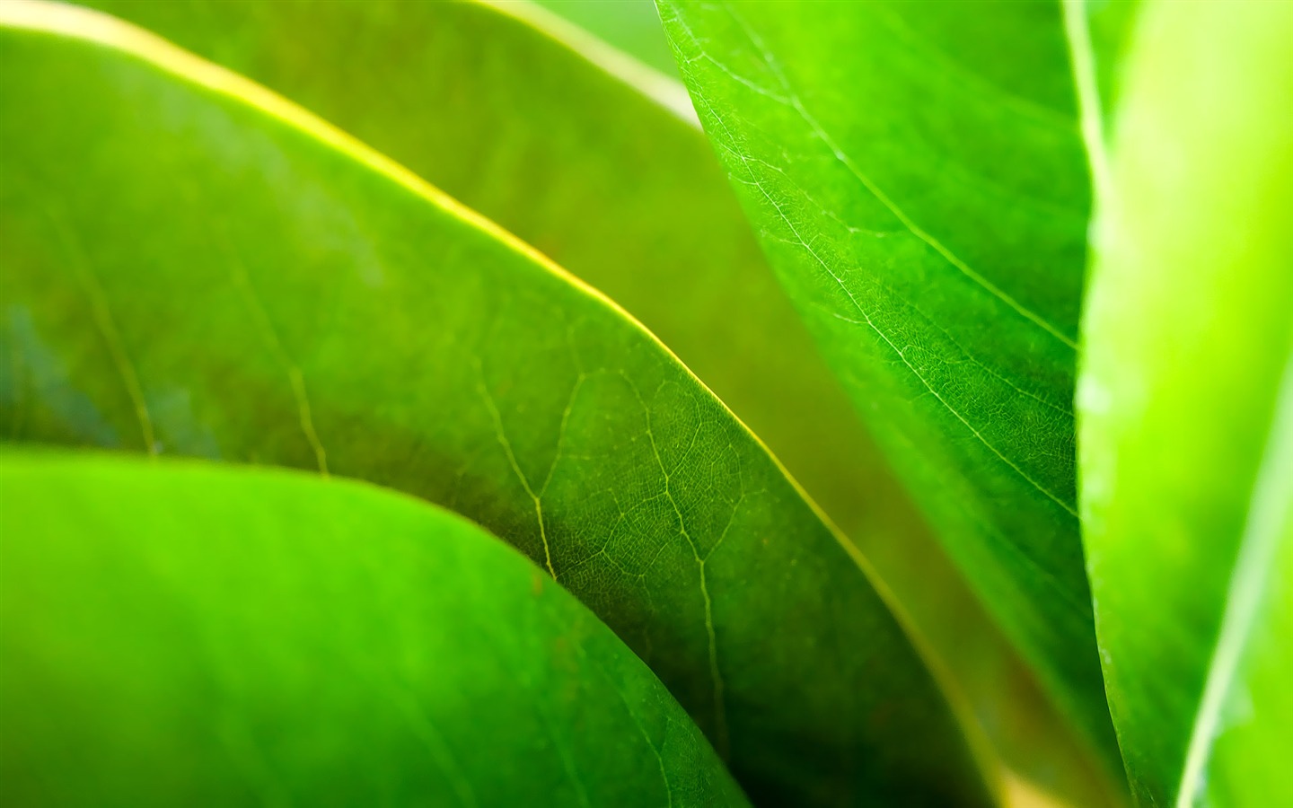 寬屏高清植物壁紙 #34 - 1440x900