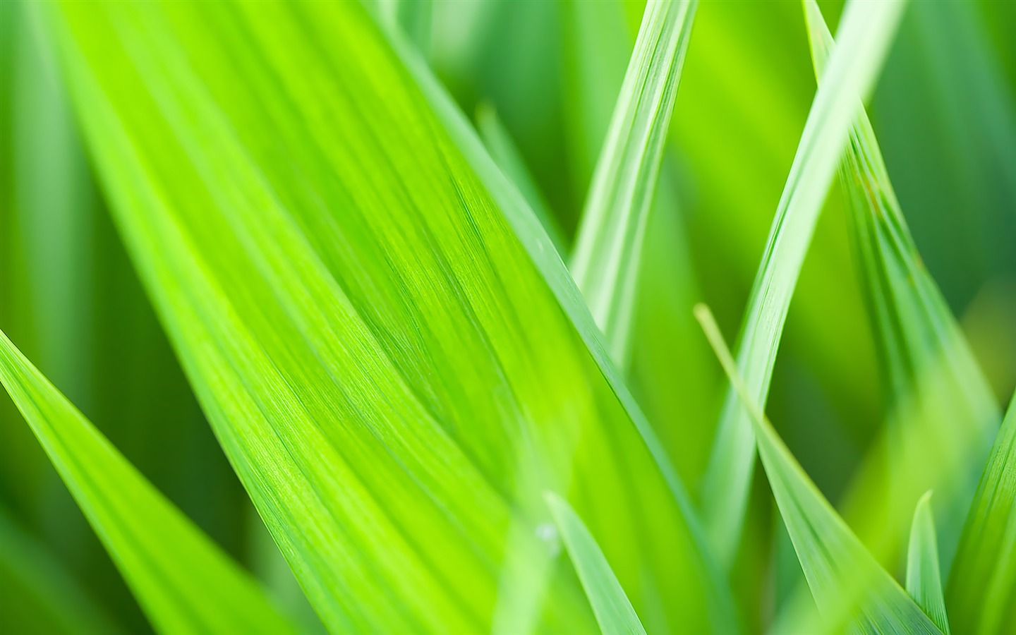 寬屏高清植物壁紙 #36 - 1440x900