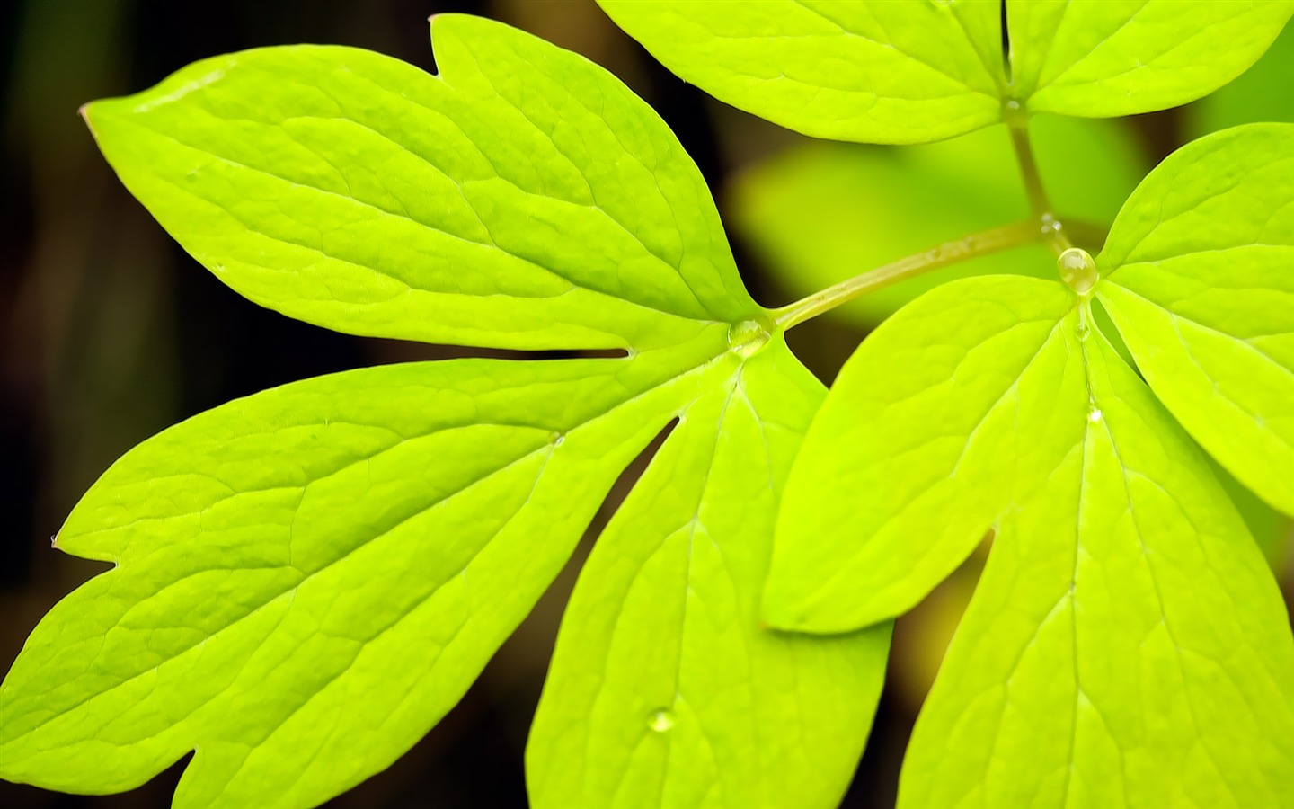 寬屏高清植物壁紙 #38 - 1440x900