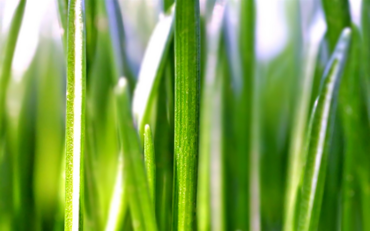 와이드 스크린 HD는 식물을 배경 화면 #39 - 1440x900