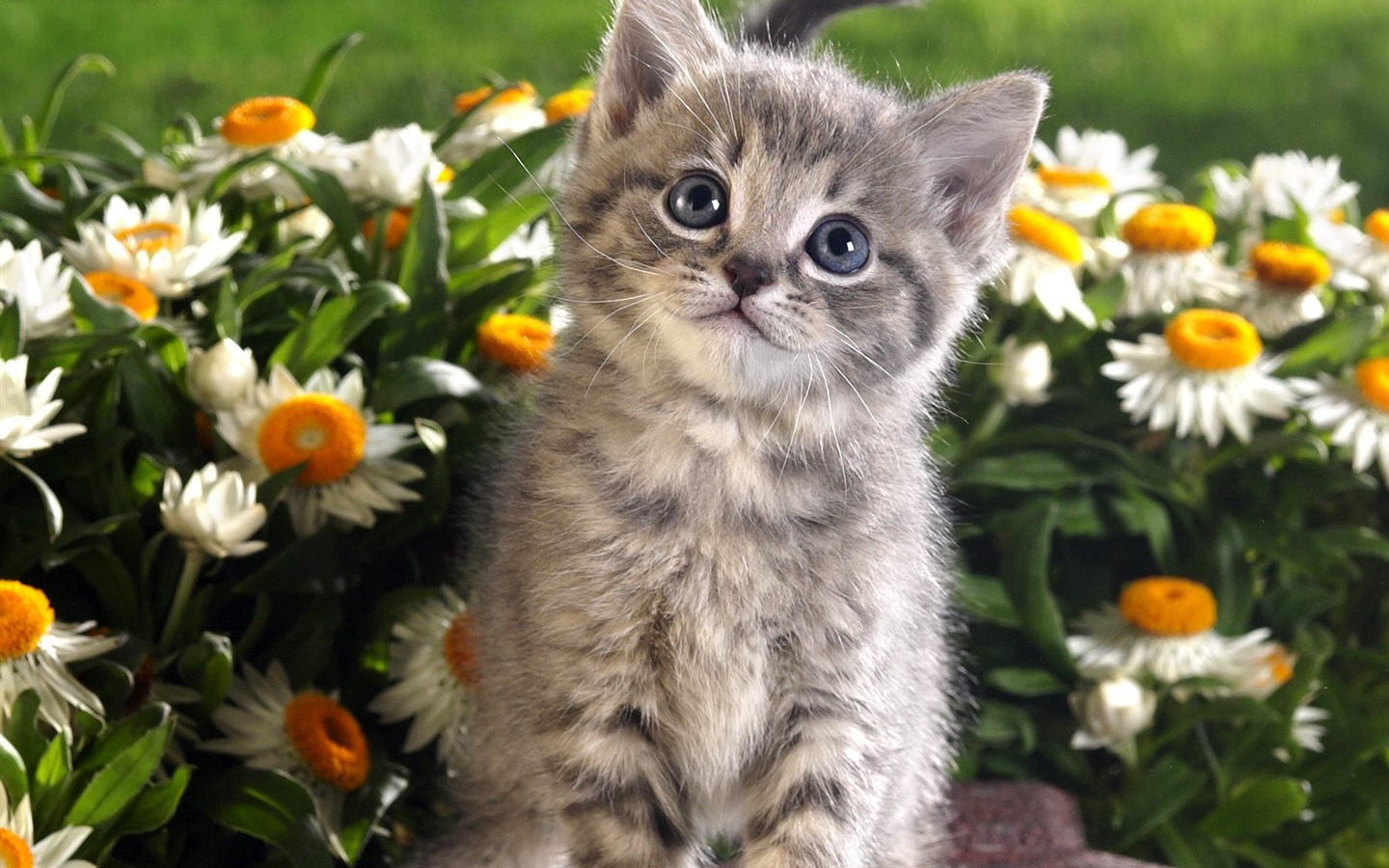 Webshots Animal Wallpapers (3) #1 - 1440x900