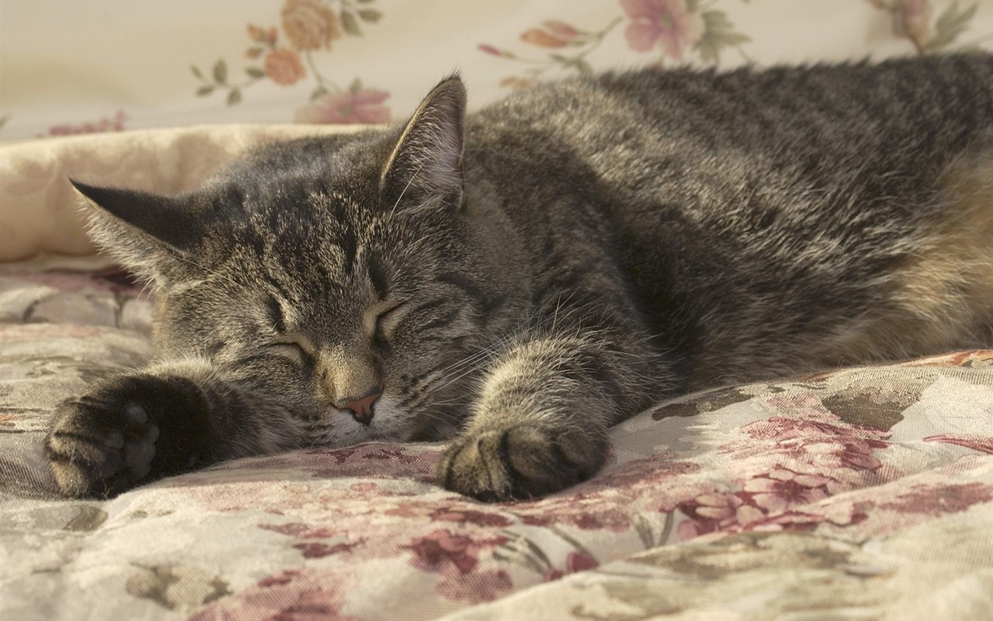 Webshots Animal Wallpapers (3) #3 - 1440x900