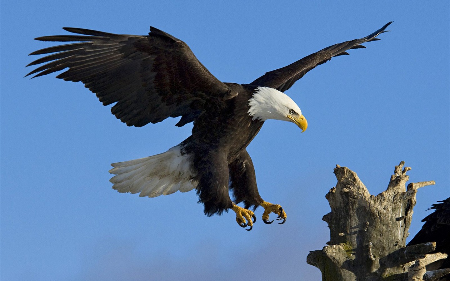 Webshots Animal Wallpapers (3) #5 - 1440x900