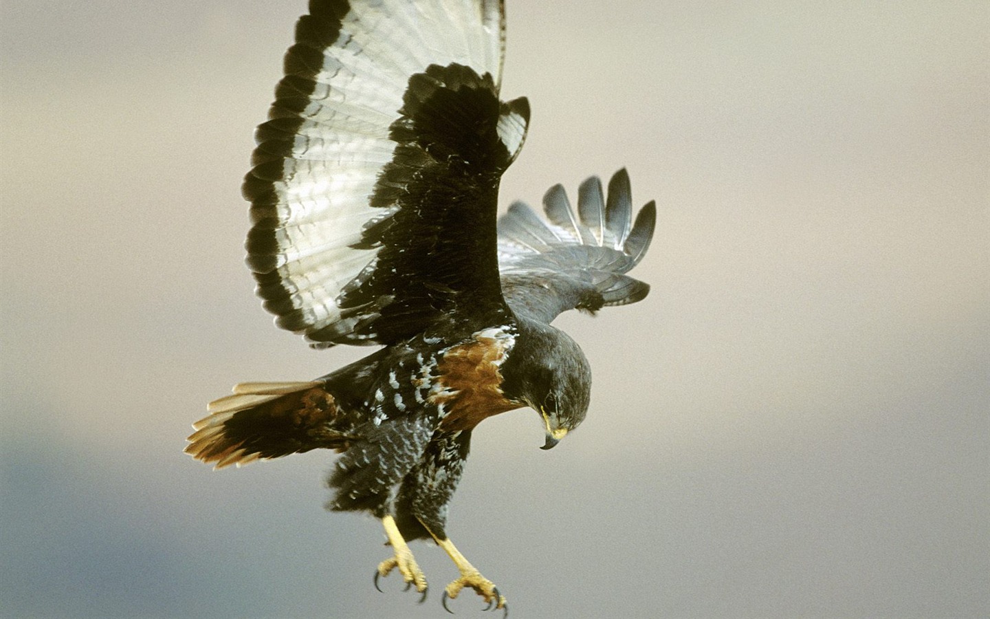 Webshots Animal Wallpapers (3) #6 - 1440x900