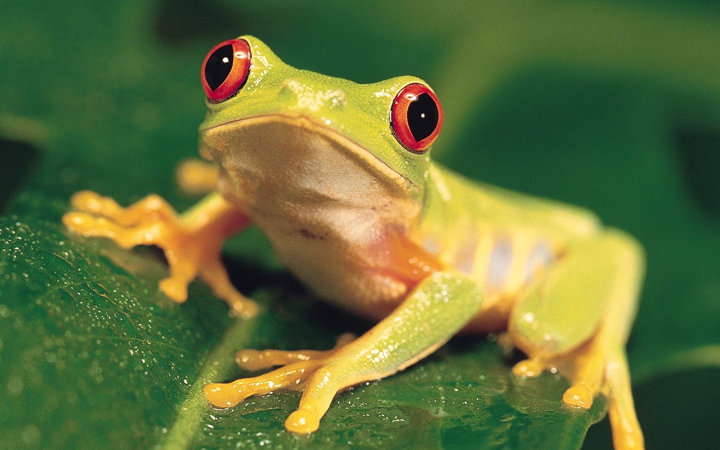 Webshots Animal Wallpapers (3) #7 - 1440x900