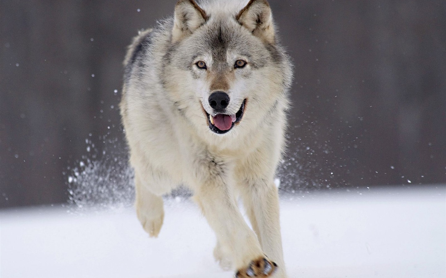 Webshots Animal Wallpapers (3) #8 - 1440x900