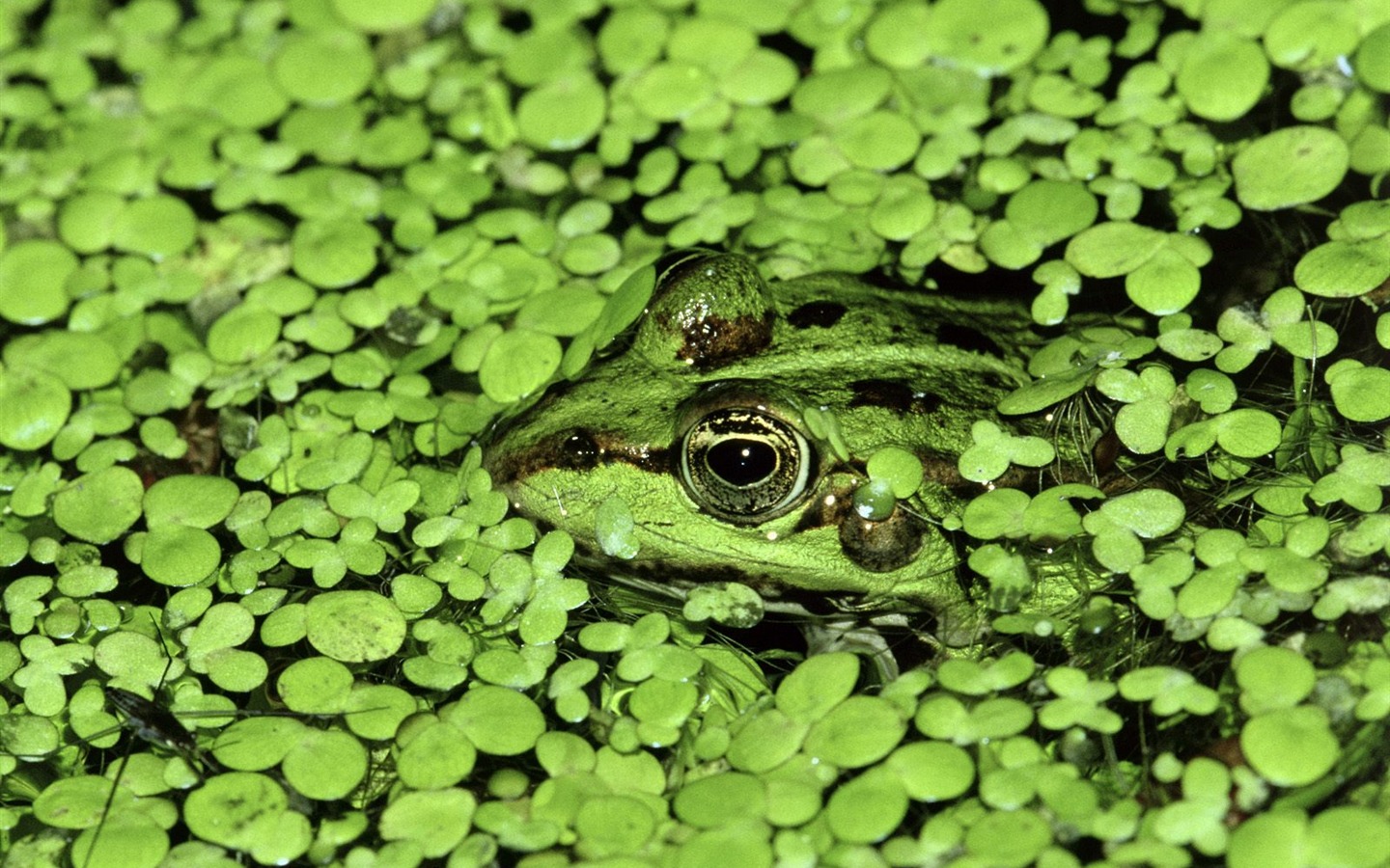 Webshots Animal Wallpapers (3) #9 - 1440x900