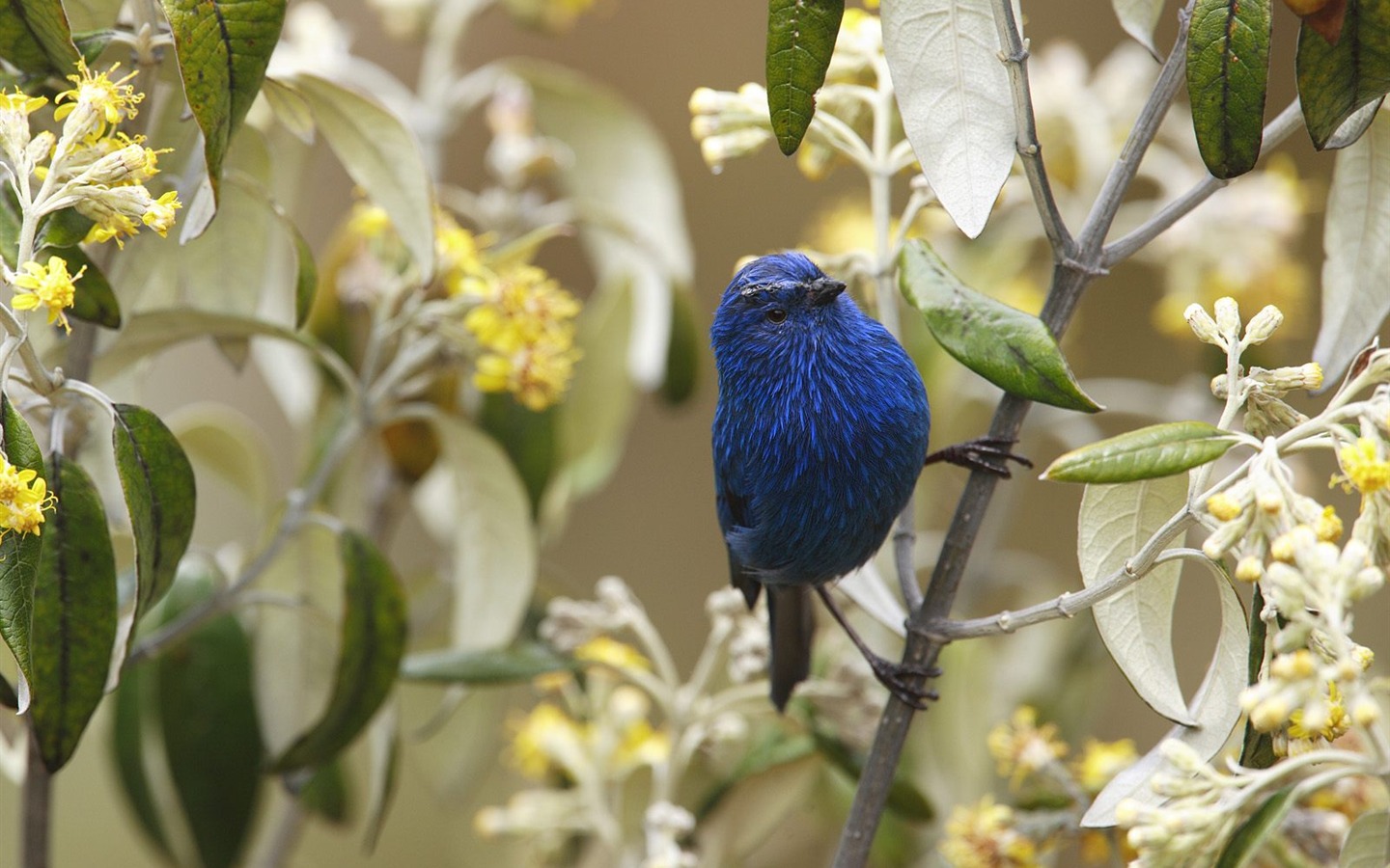 Webshots Animal Wallpapers (3) #11 - 1440x900