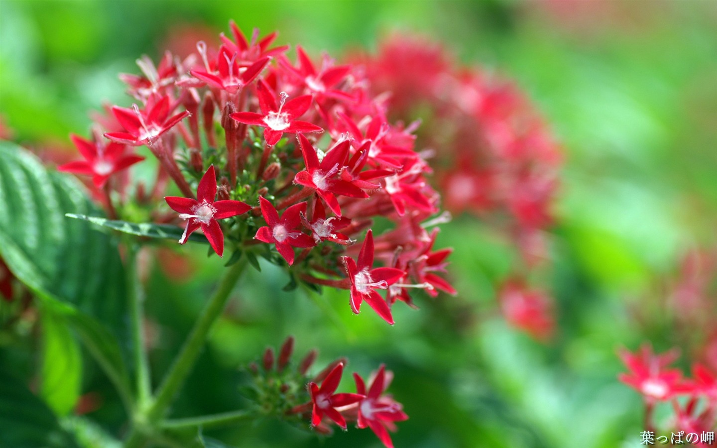 個人花卉攝影高清壁紙 #13 - 1440x900