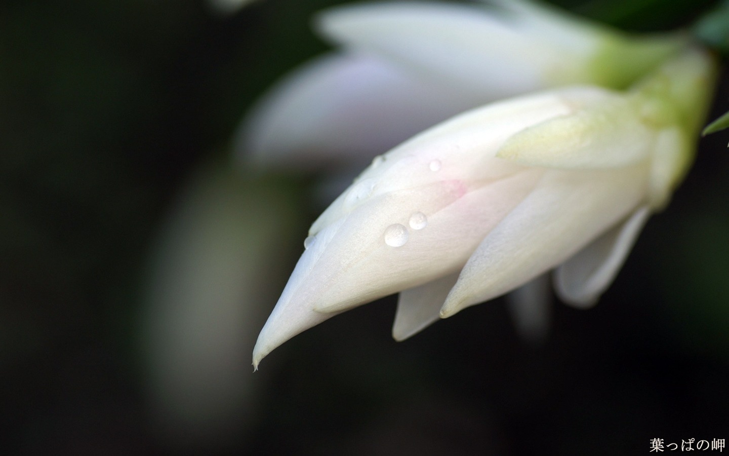 個人花卉攝影高清壁紙 #22 - 1440x900