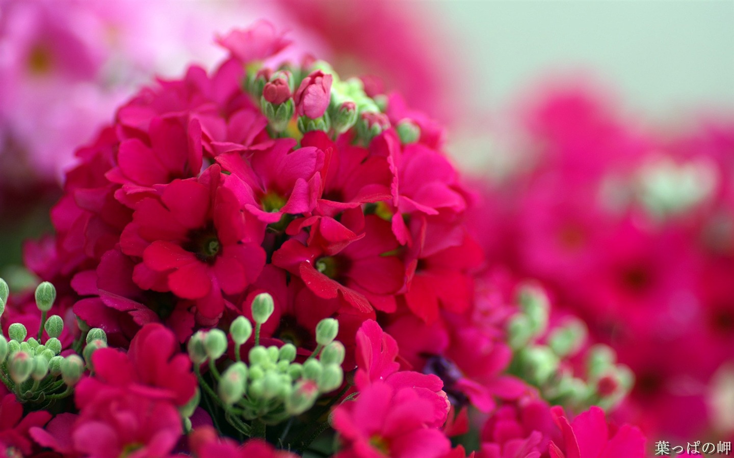 個人花卉攝影高清壁紙 #27 - 1440x900
