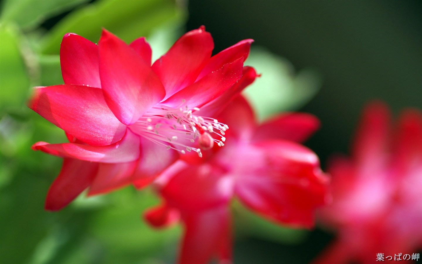 個人花卉攝影高清壁紙 #30 - 1440x900