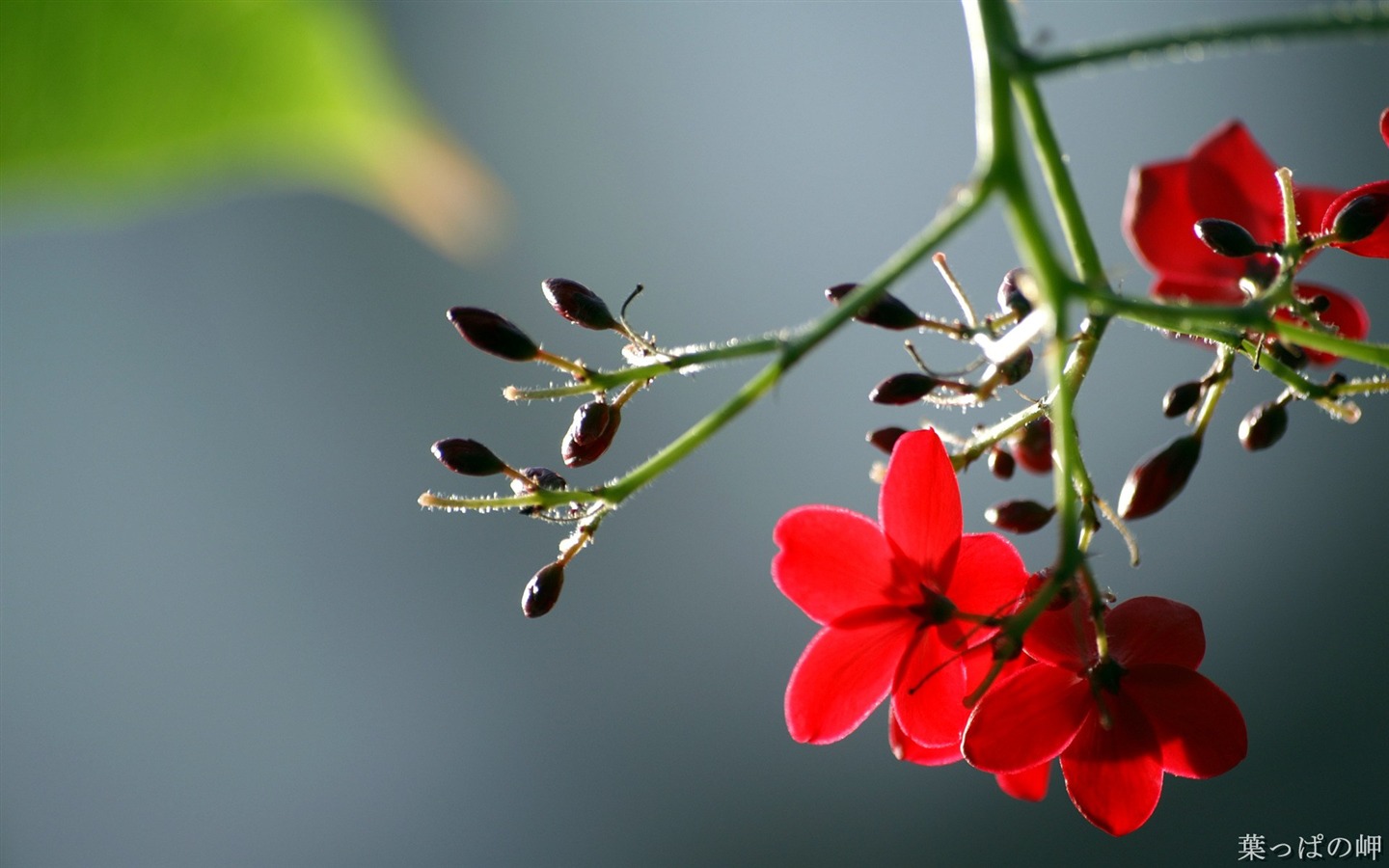 個人花卉攝影高清壁紙 #33 - 1440x900