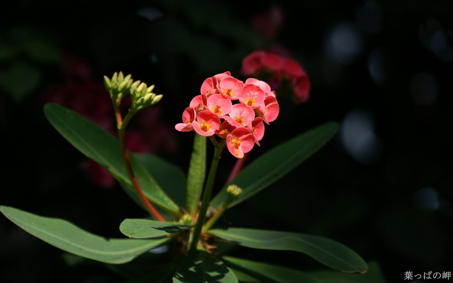 Fleurs personnel HD Wallpapers #34 - 1440x900