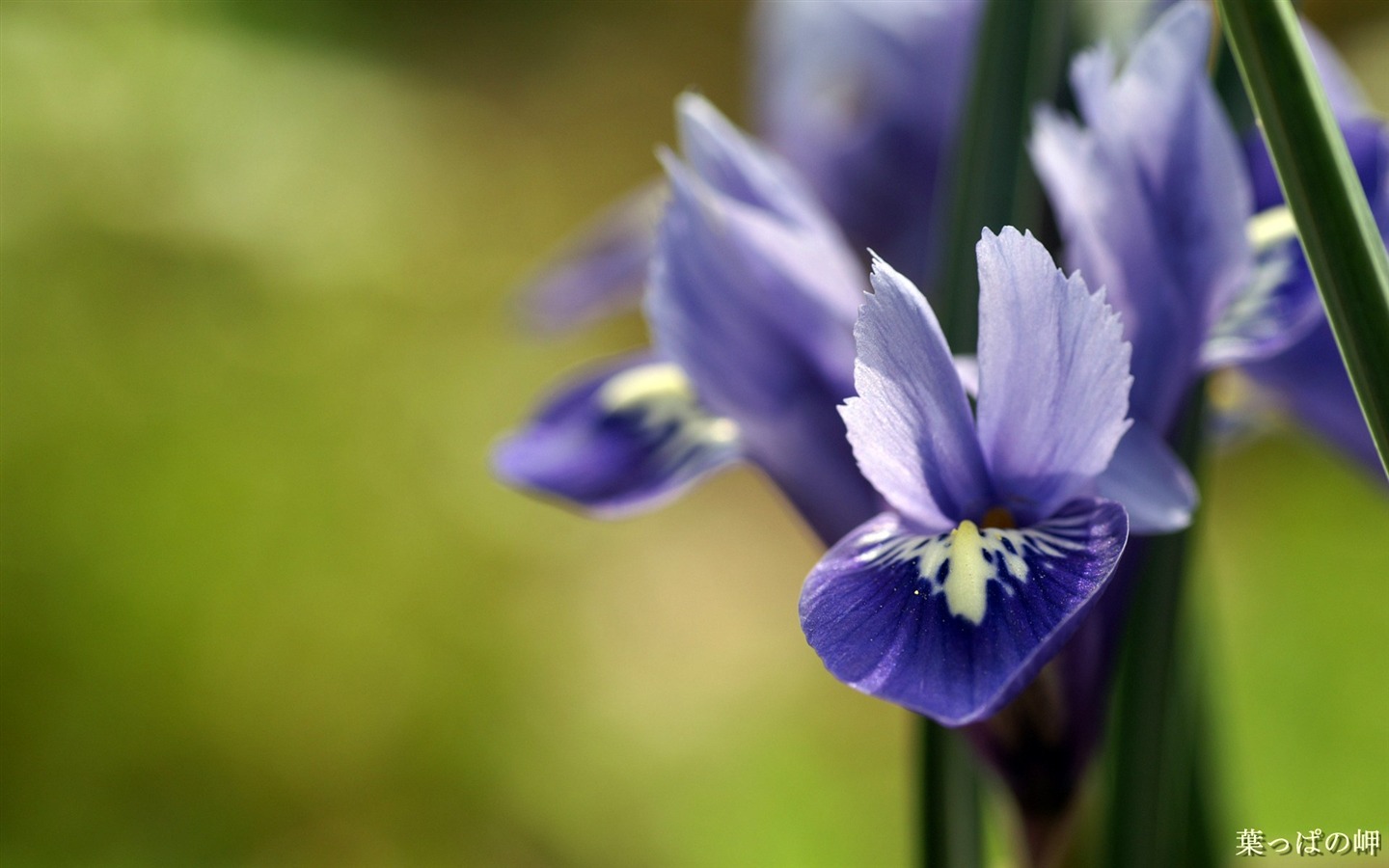 个人花卉摄影高清壁纸40 - 1440x900