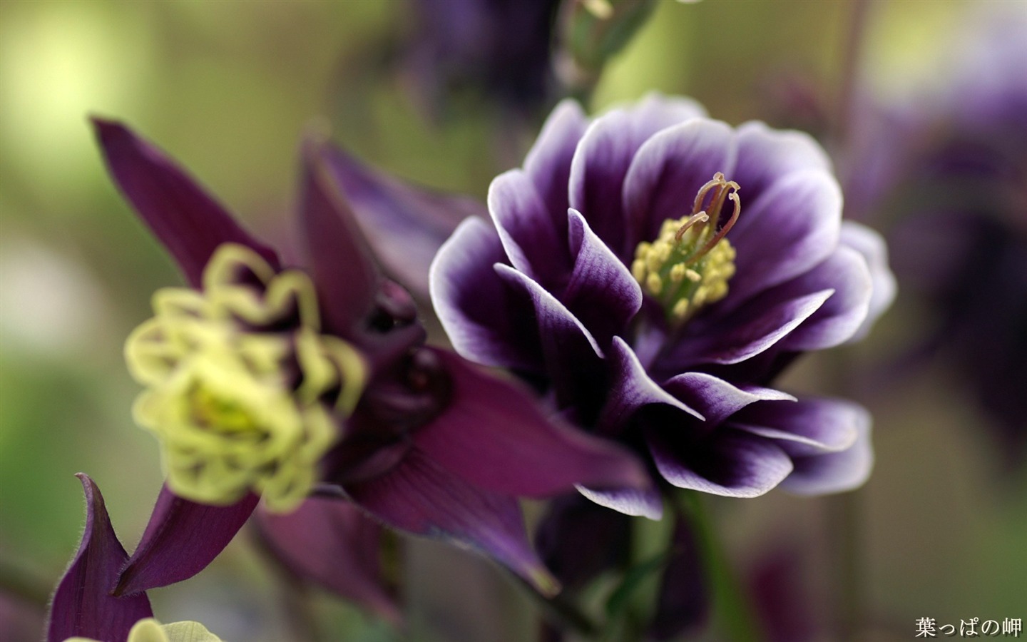 個人花卉攝影高清壁紙 #42 - 1440x900